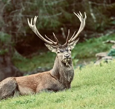 Bruecklerhof Apartament Haus im Ennstal