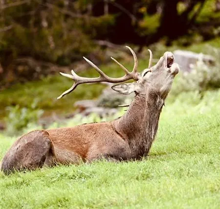 Brücklerhof Haus im Ennstal