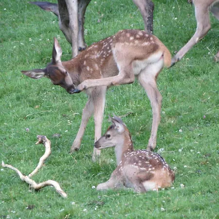 Brücklerhof Haus im Ennstal