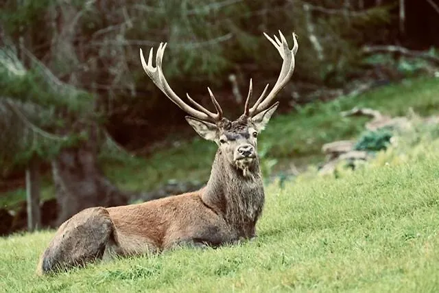 Bruecklerhof Appartamento Haus im Ennstal