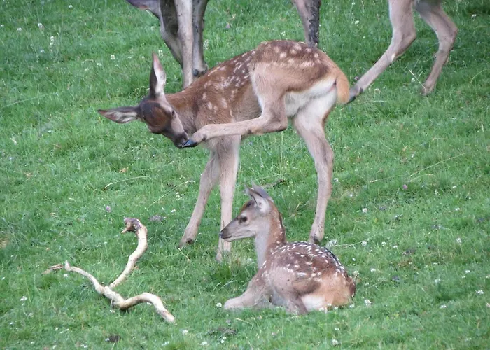 Bruecklerhof האוס